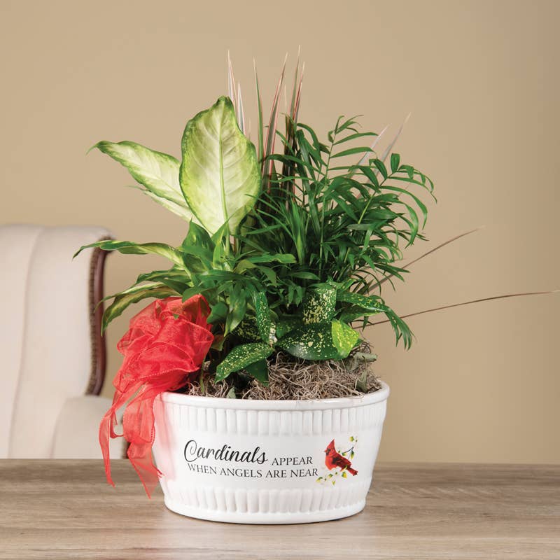 "Cardinals Appear" Dish Garden